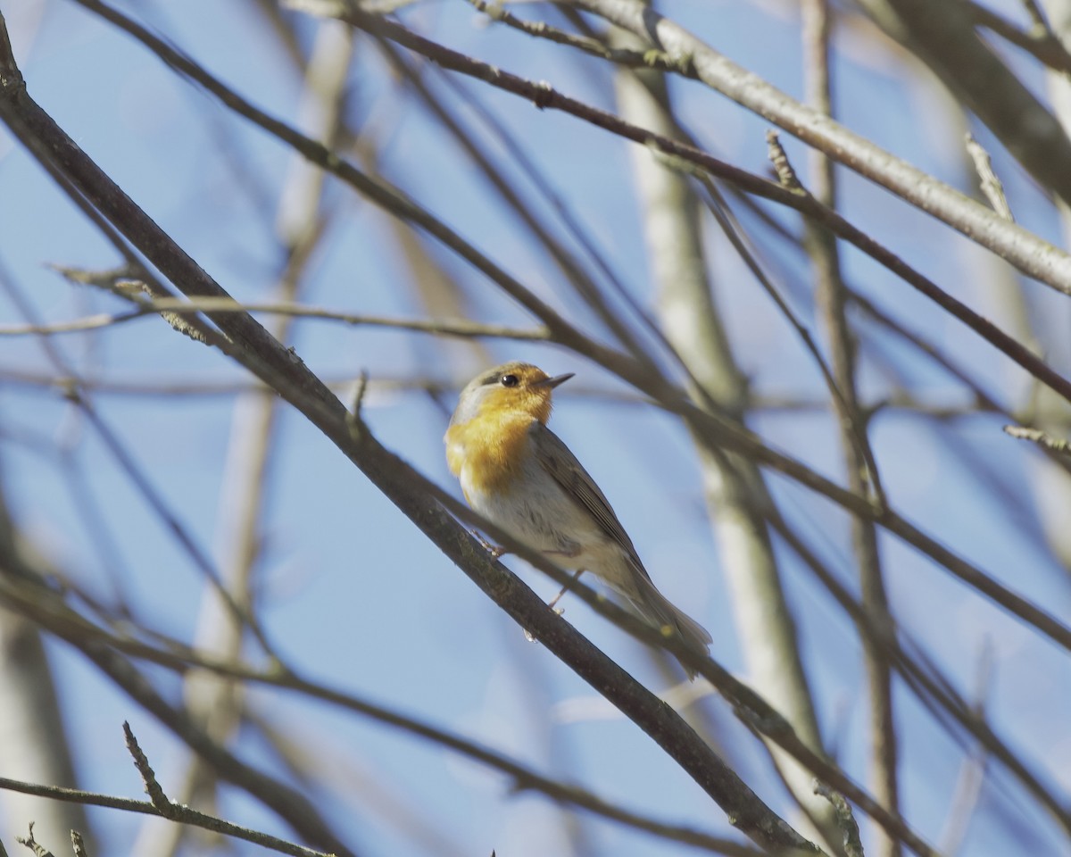 European Robin - ML618223502