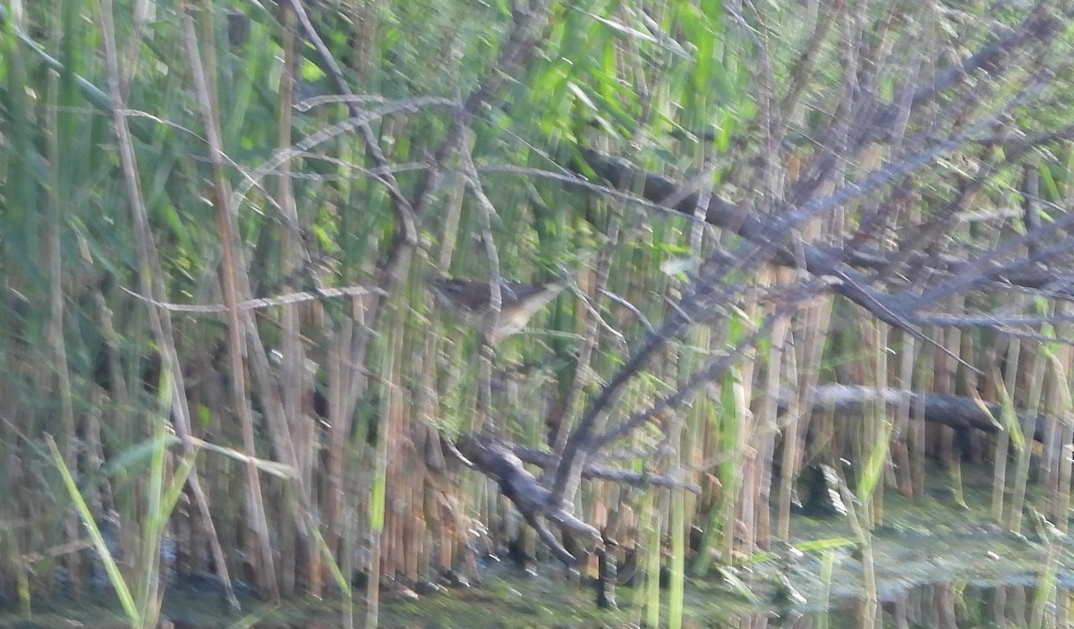 Moustached Warbler - Nicolas Detriche