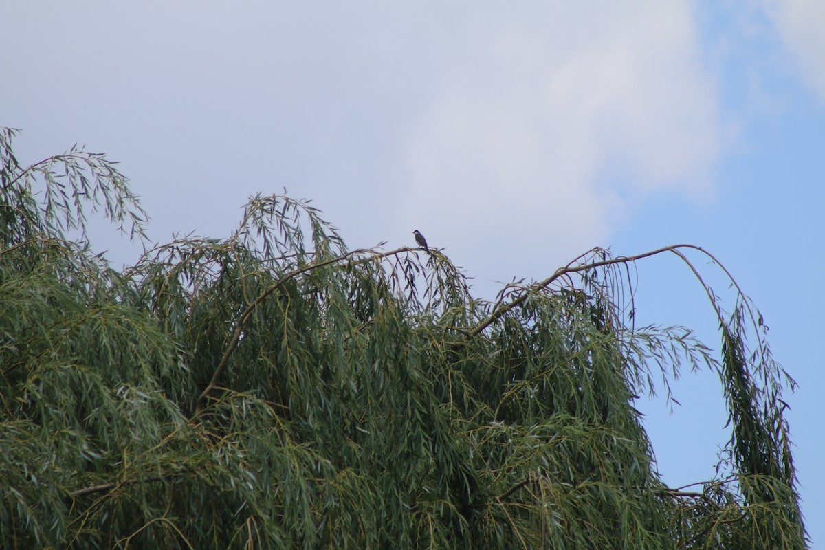 Eastern Kingbird - ML618223533