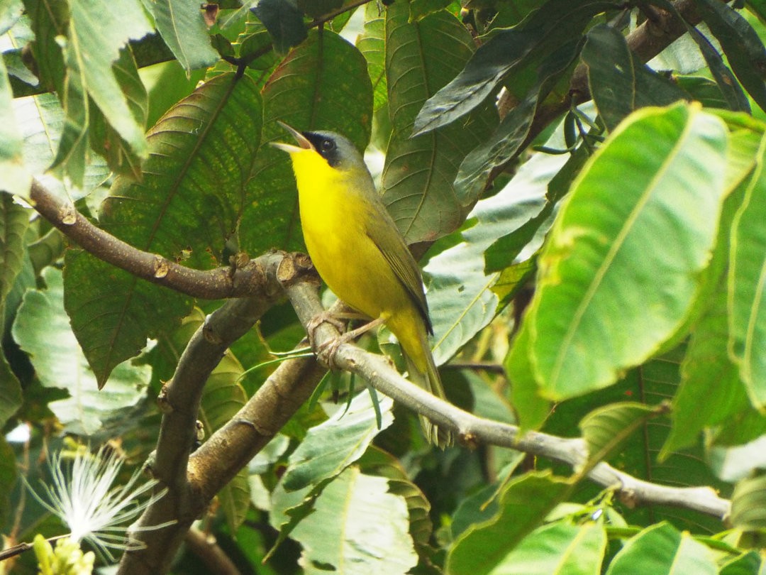 Southern Yellowthroat - Henrique Heidi Horiyshi