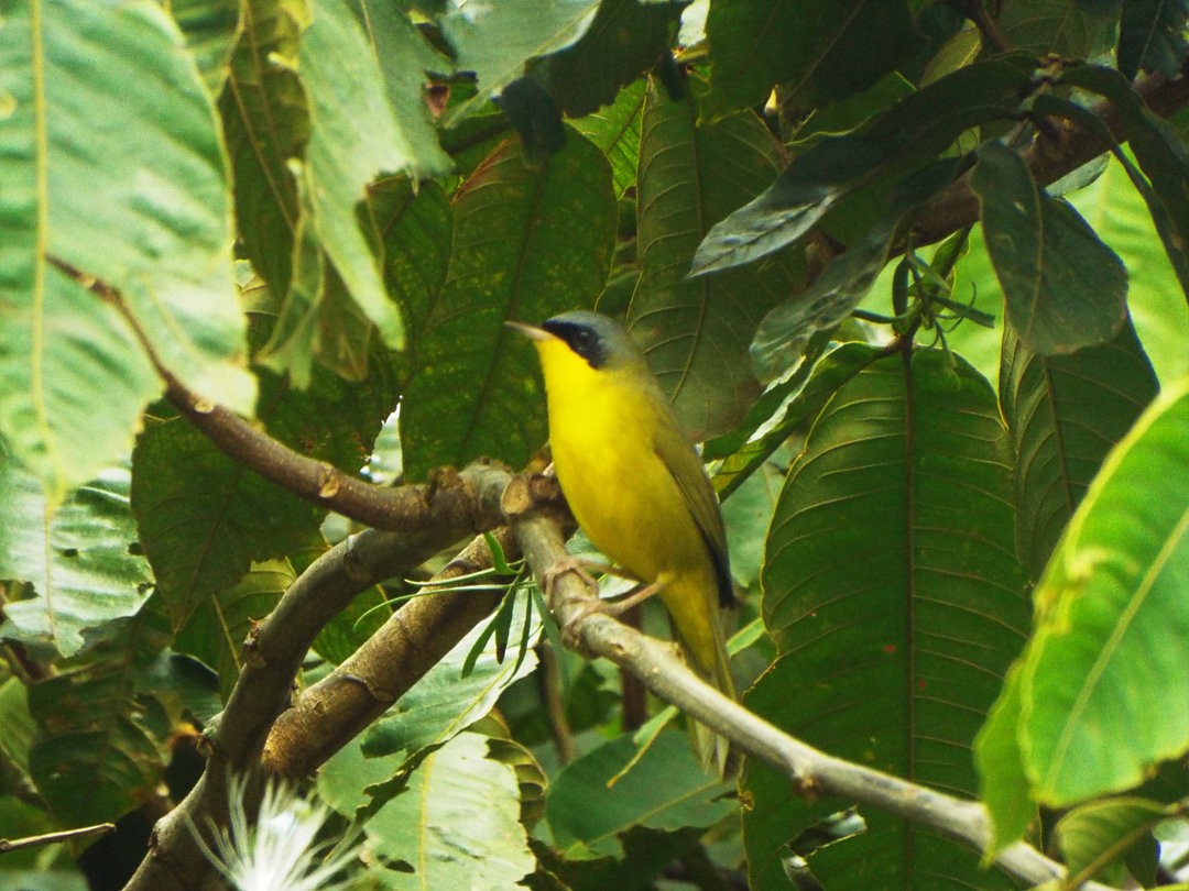 Southern Yellowthroat - Henrique Heidi Horiyshi