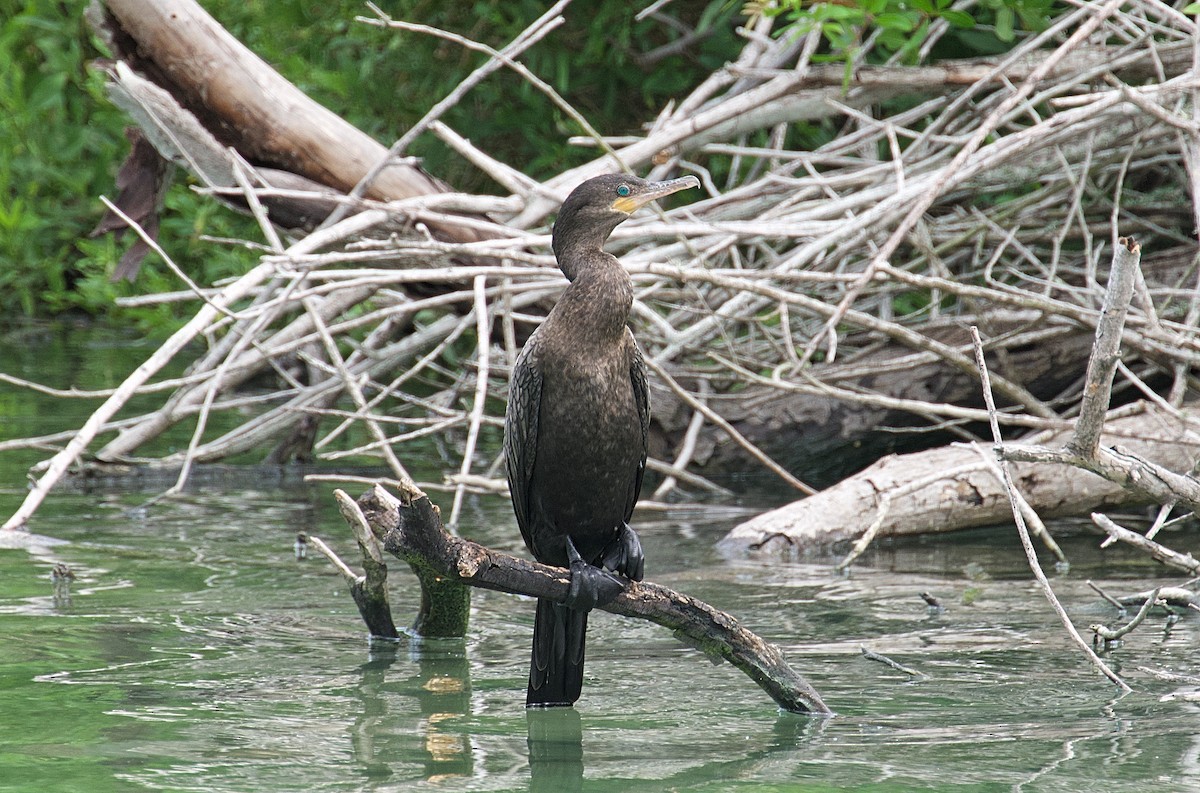 Neotropic Cormorant - Larry Wielgot