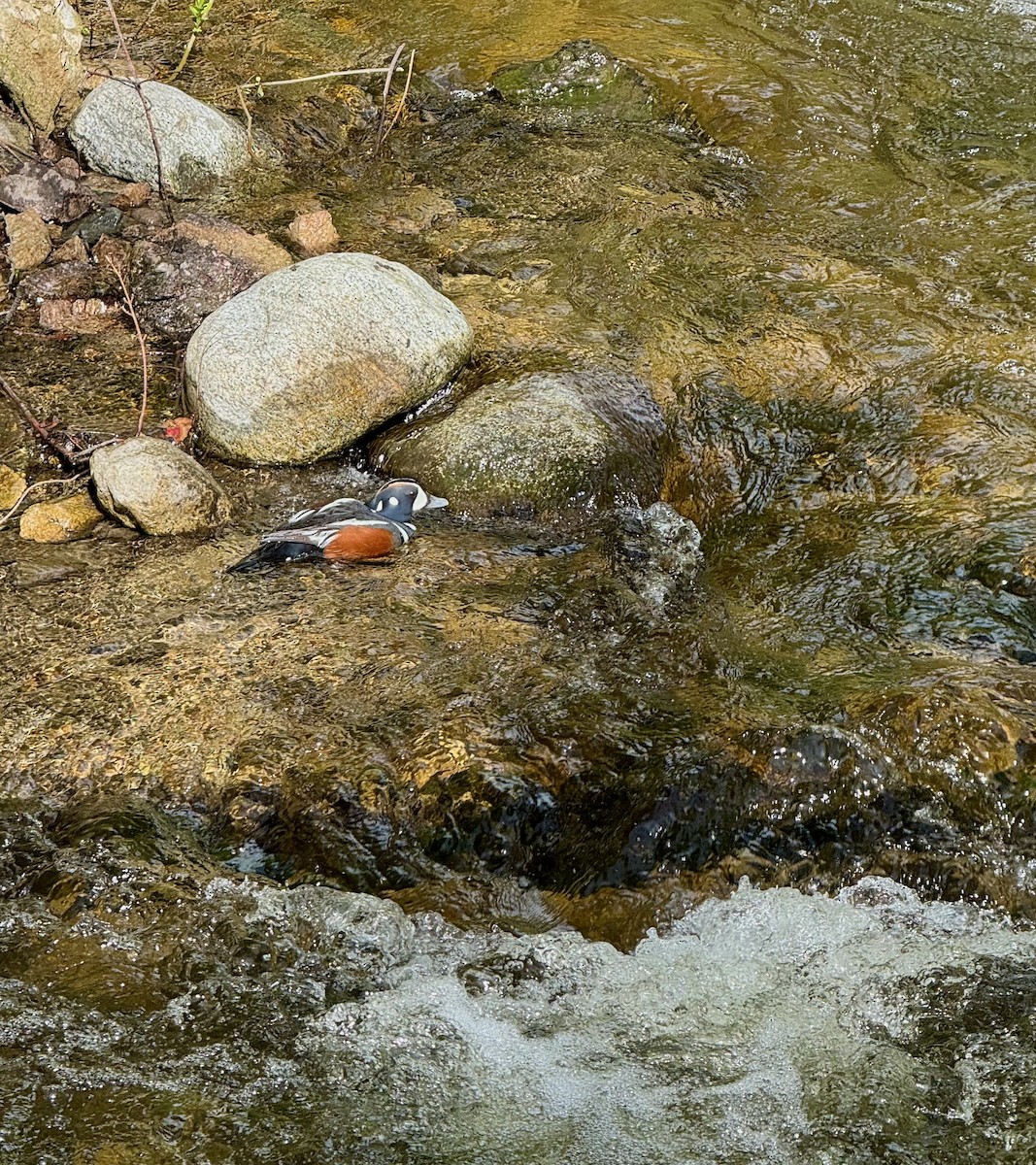 Harlequin Duck - Karen Blumel