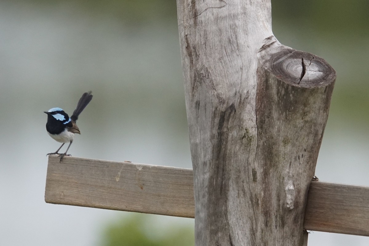 Superb Fairywren - Mike Pennington