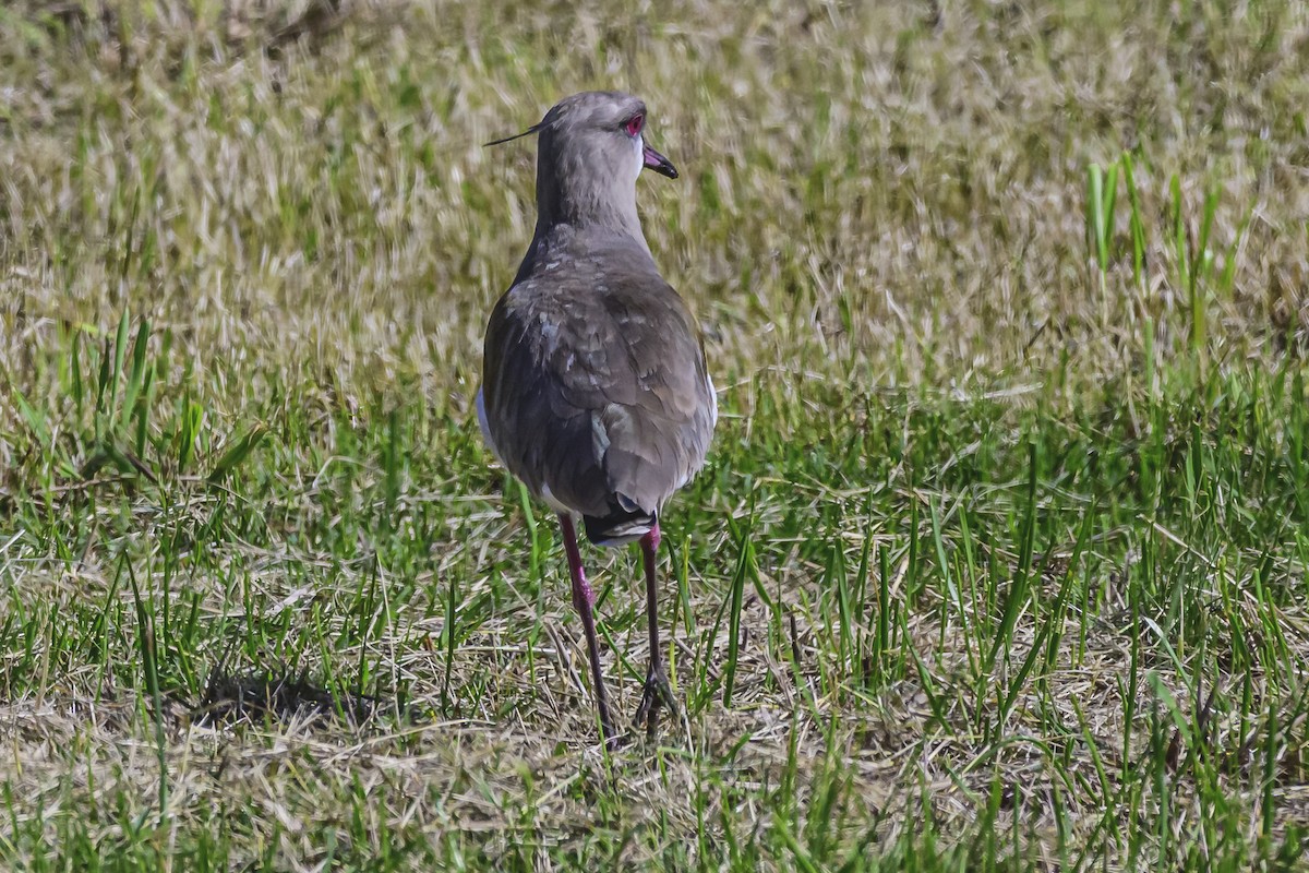 Southern Lapwing - ML618223562