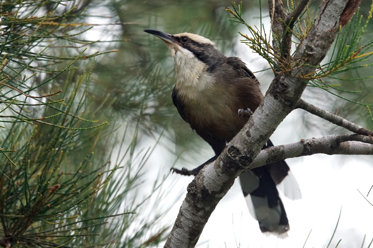 Gray-crowned Babbler - Mike Pennington