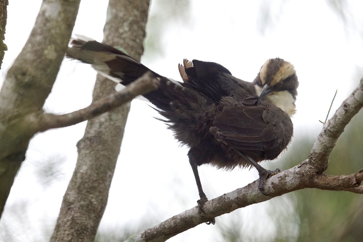 Gray-crowned Babbler - Mike Pennington