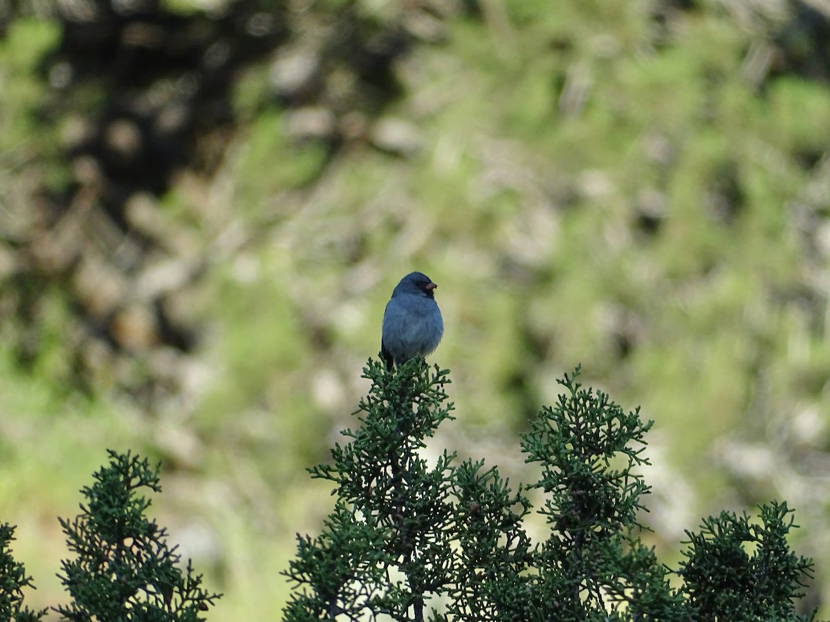 Black-chinned Sparrow - ML618223598