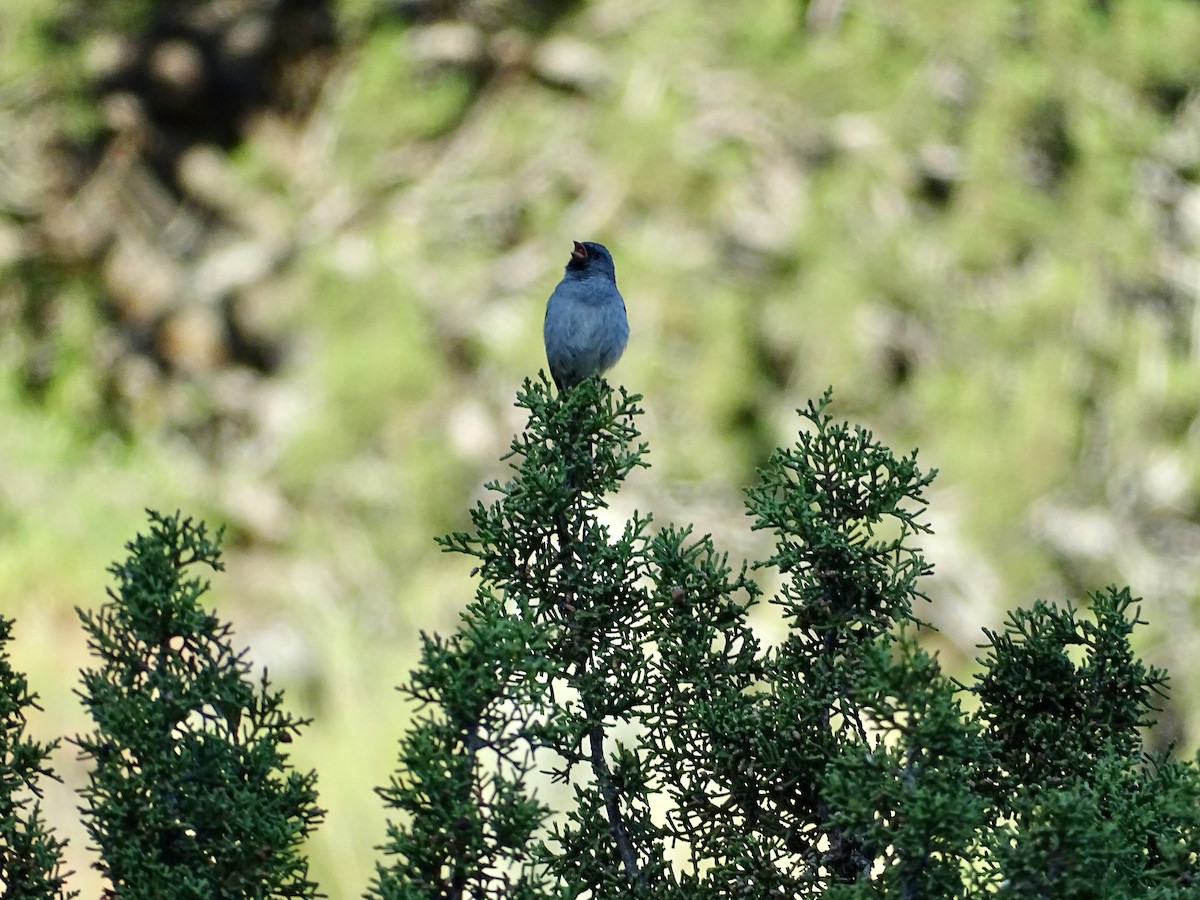 Black-chinned Sparrow - ML618223599