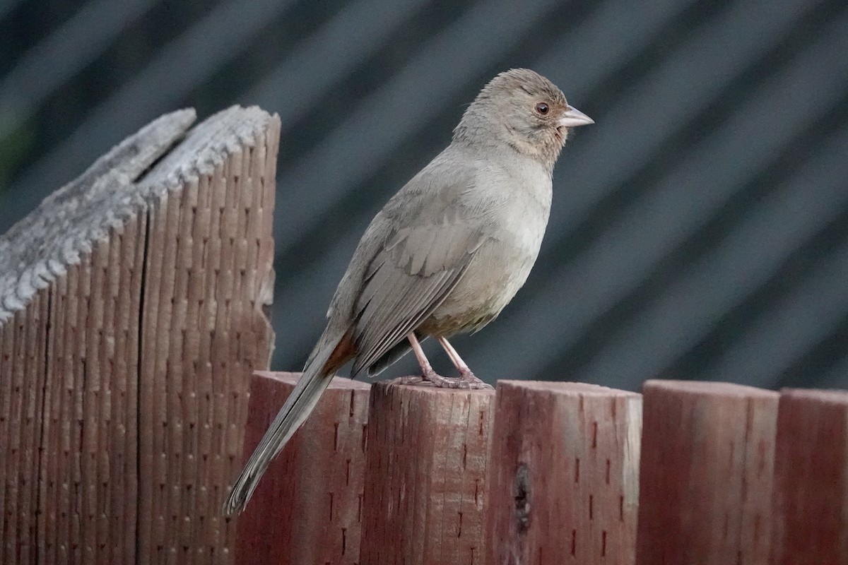 California Towhee - Alena Capek