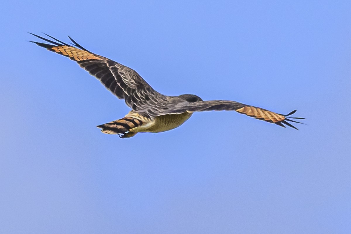 Roadside Hawk - Amed Hernández