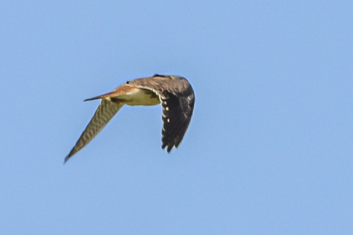 American Kestrel - Amed Hernández