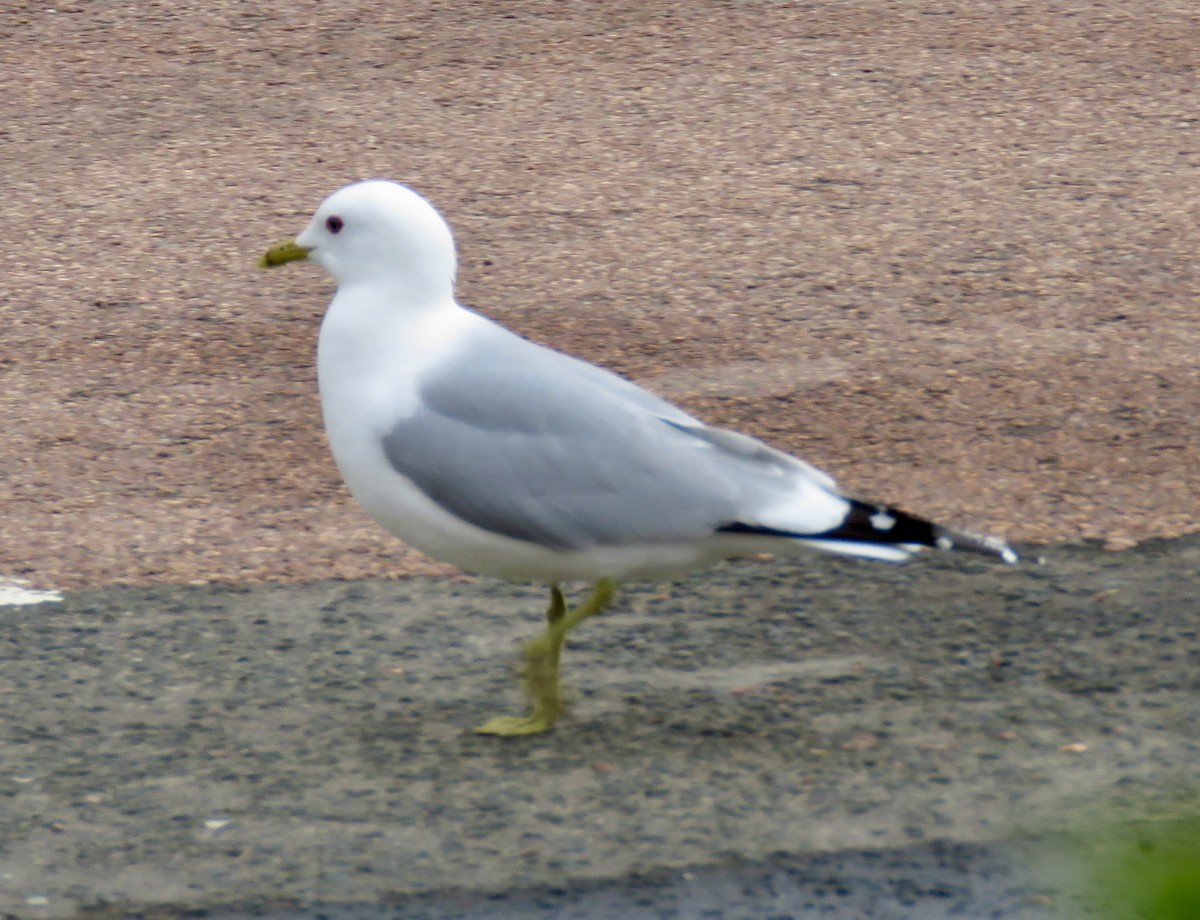 Common Gull - ML618223623