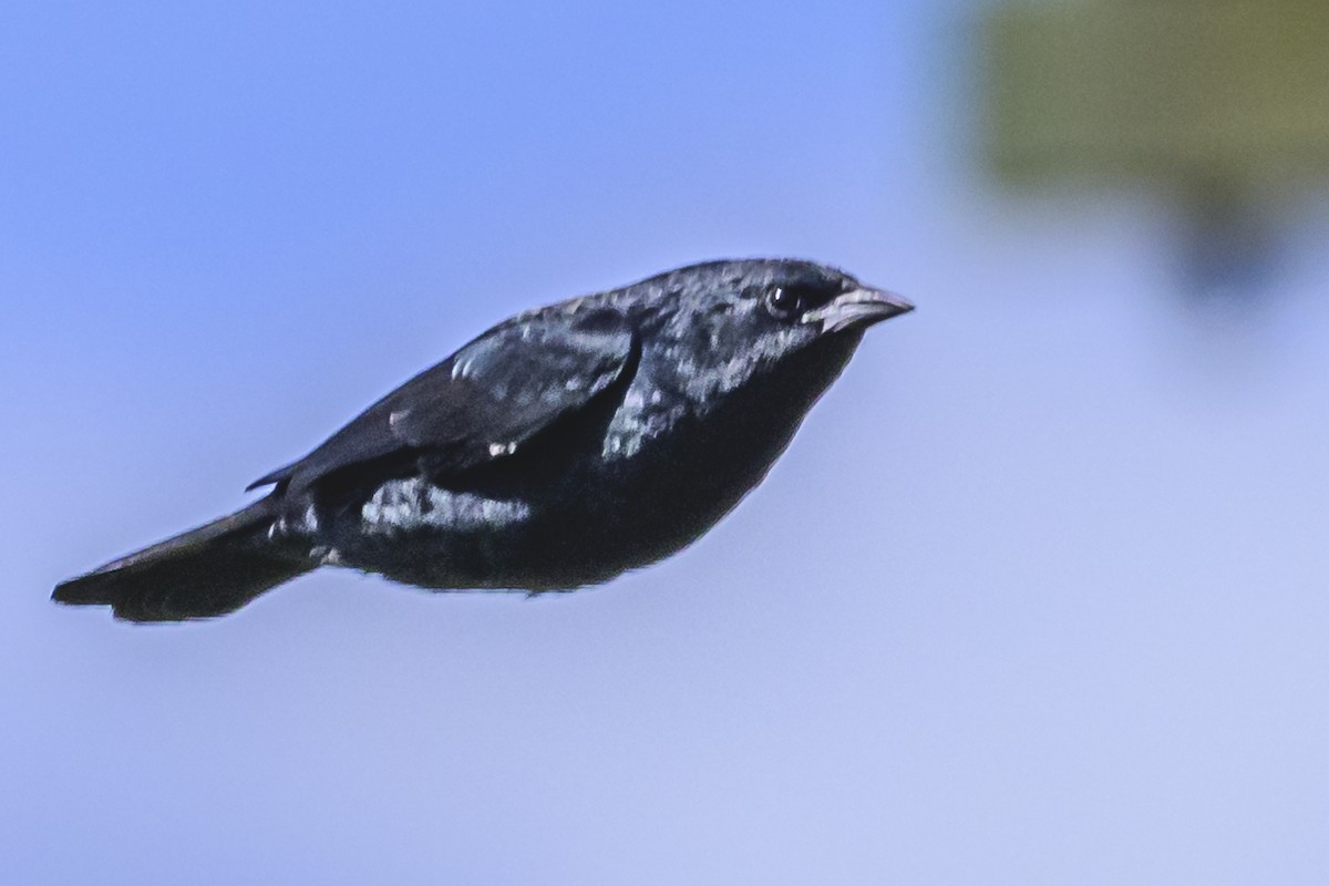 Chopi Blackbird - Amed Hernández