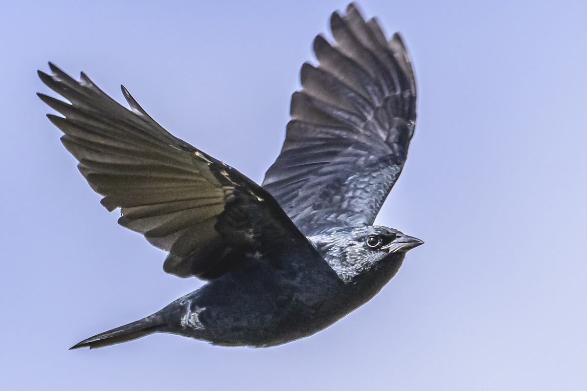 Chopi Blackbird - Amed Hernández