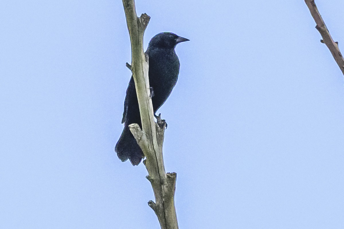 Chopi Blackbird - Amed Hernández