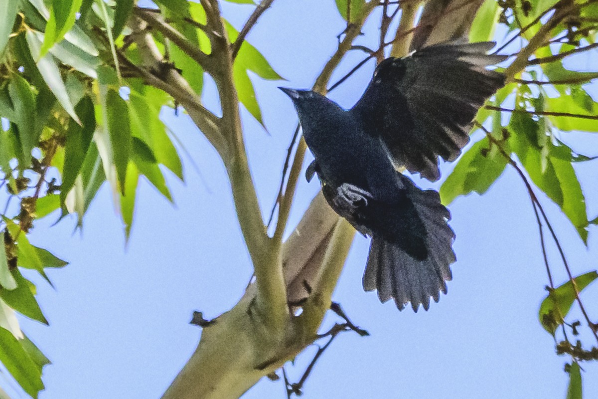 Chopi Blackbird - Amed Hernández