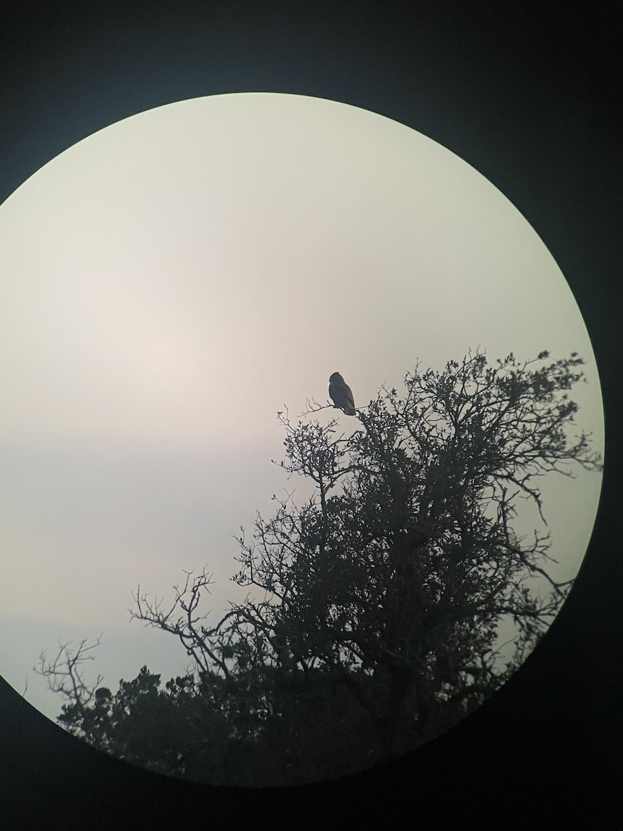 Great Horned Owl - Anonymous