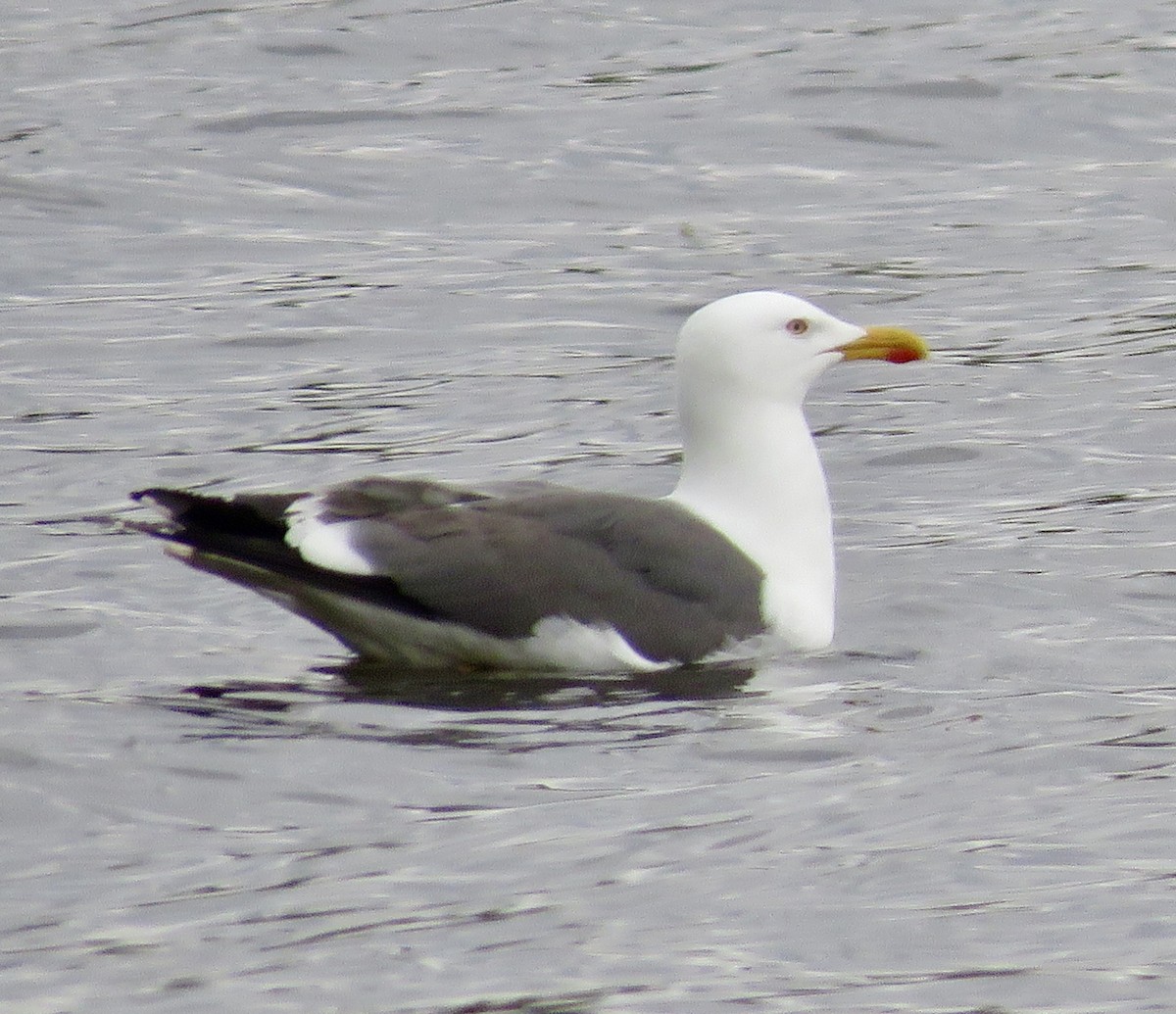 Lesser Black-backed Gull - ML618223651