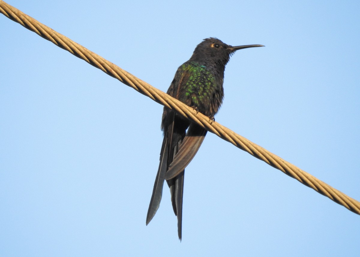 Swallow-tailed Hummingbird - Carlos Otávio Gussoni