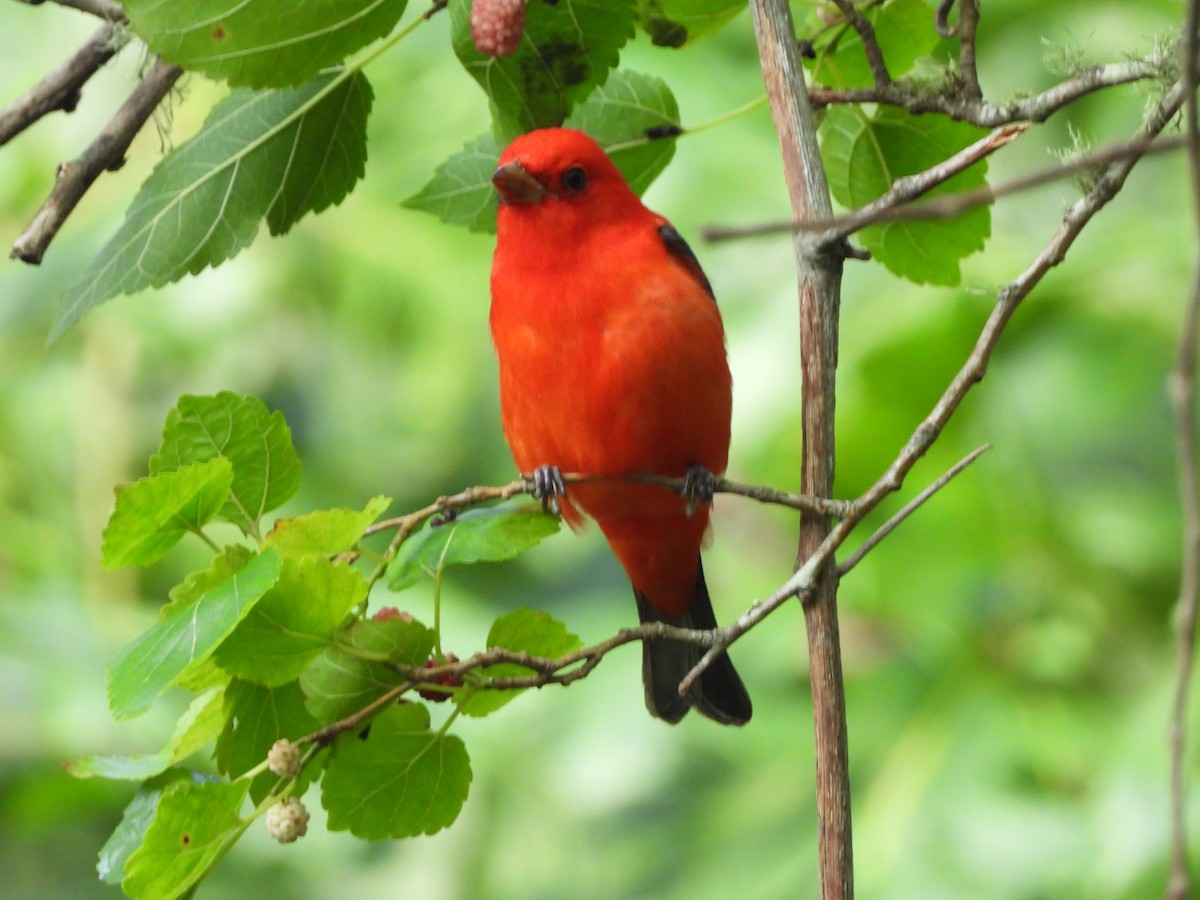 Scarlet Tanager - MIck Griffin