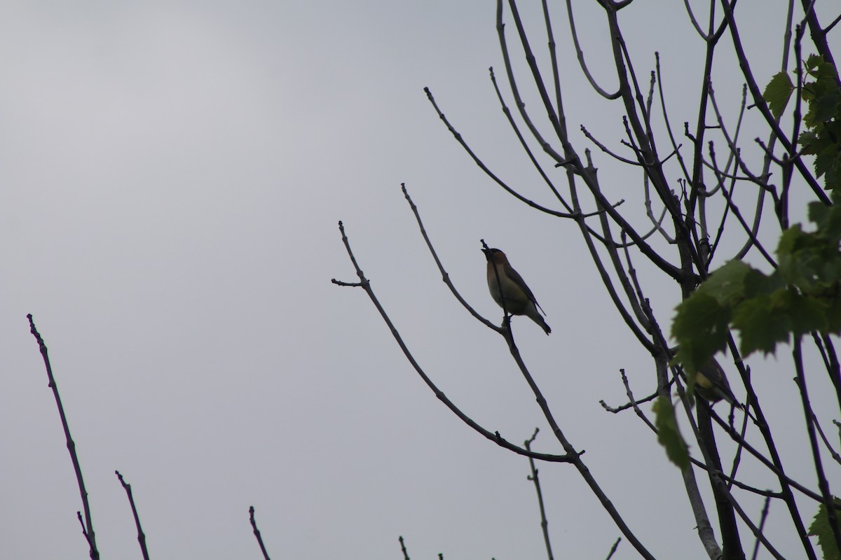 Cedar Waxwing - Cory Ruchlin