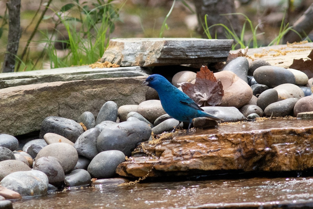 Indigo Bunting - ML618223692