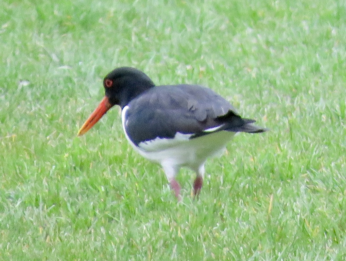 Eurasian Oystercatcher - ML618223732