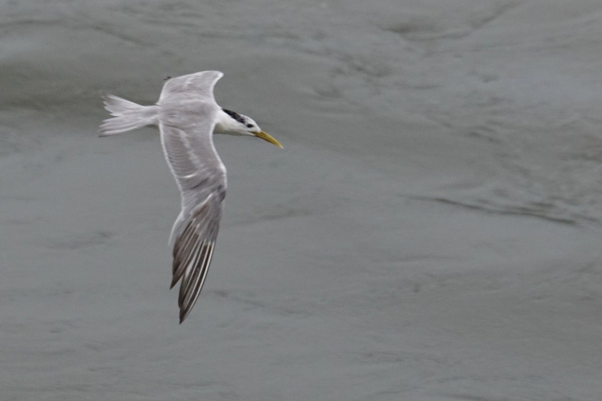 Great Crested Tern - ML618223748