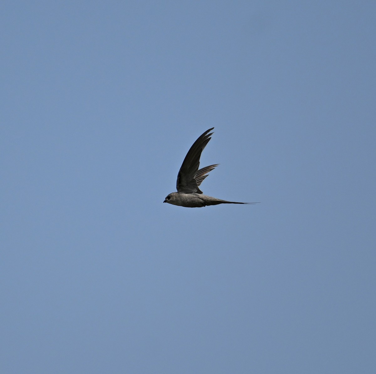 African Palm Swift - David Darrell-Lambert