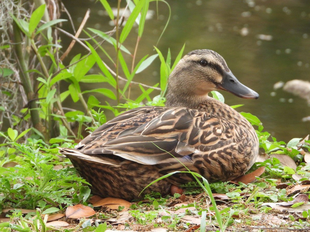 Mallard - Rodney Macready