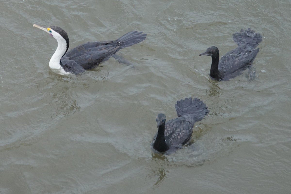 Little Pied Cormorant - ML618223763