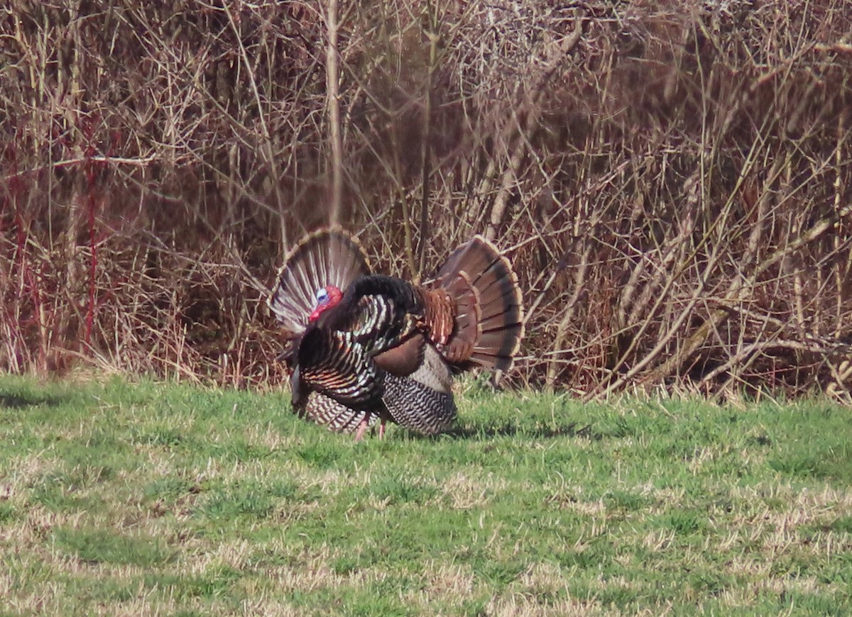 Wild Turkey - Chantal Labbé