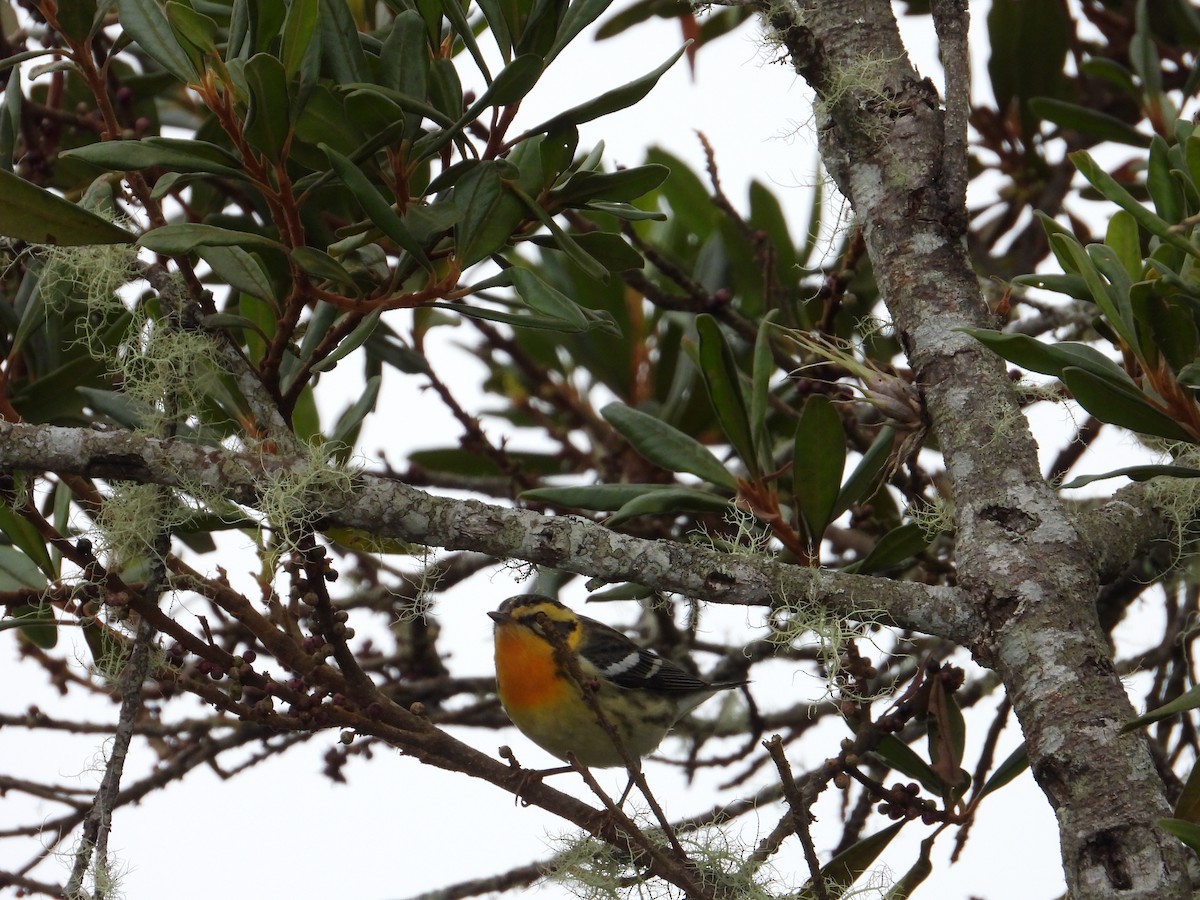 Blackburnian Warbler - Juan Carlos Luna Garcia