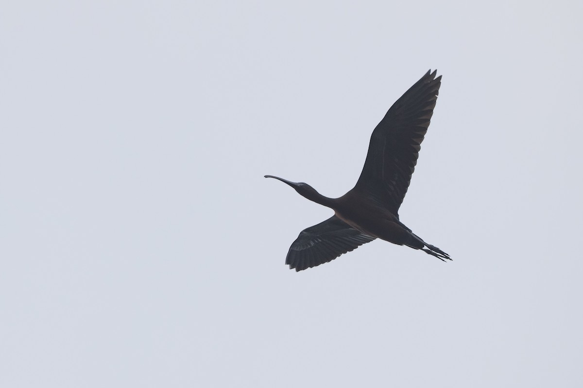 Glossy Ibis - ML618223773