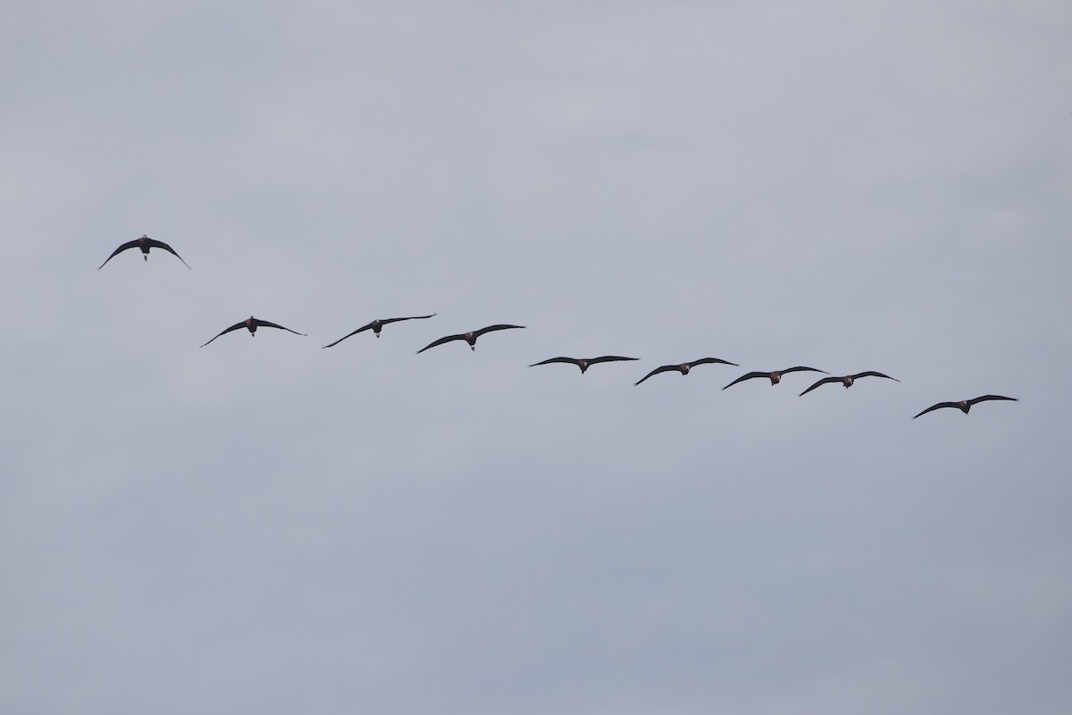 Glossy Ibis - ML618223776