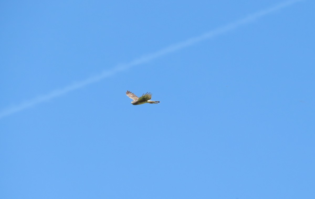 Northern Harrier - Georgia McDonald