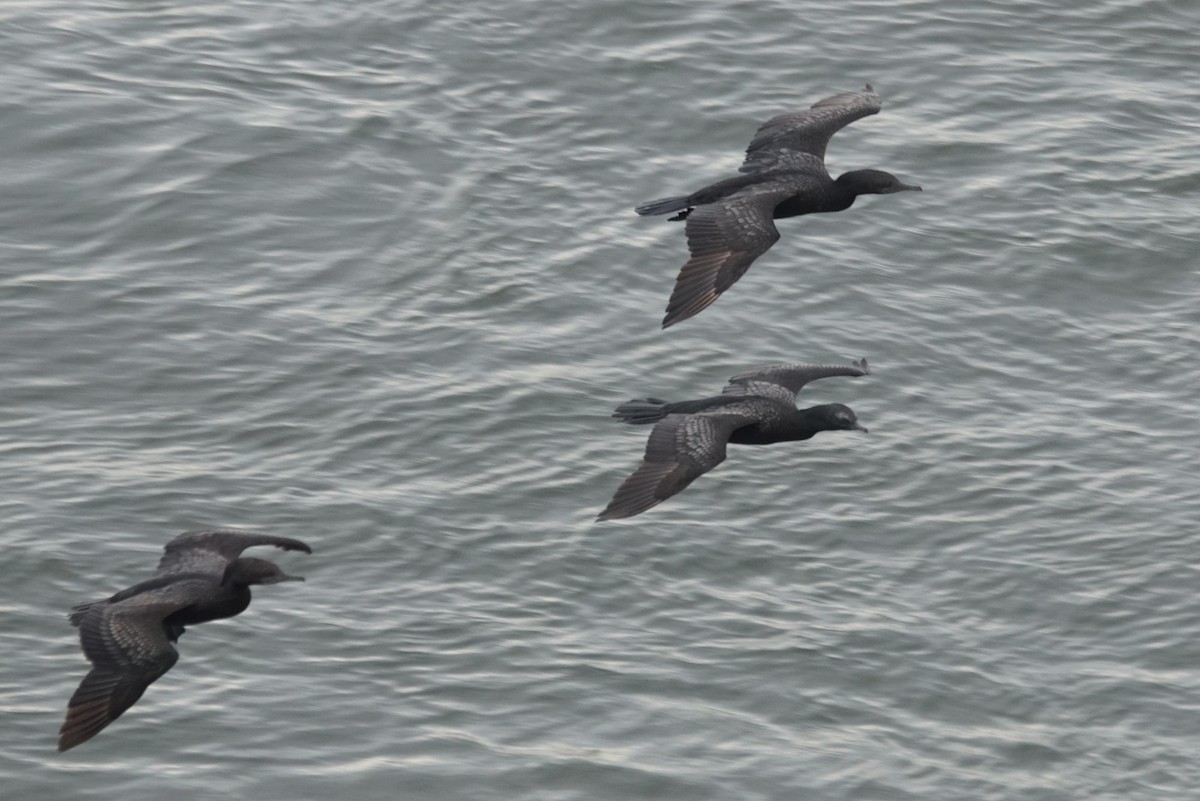 Little Black Cormorant - ML618223782