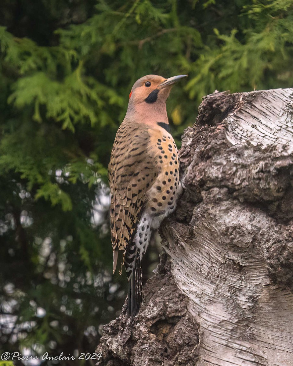 Northern Flicker - Pierre Auclair