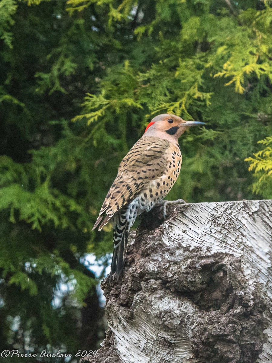 Northern Flicker - ML618223795