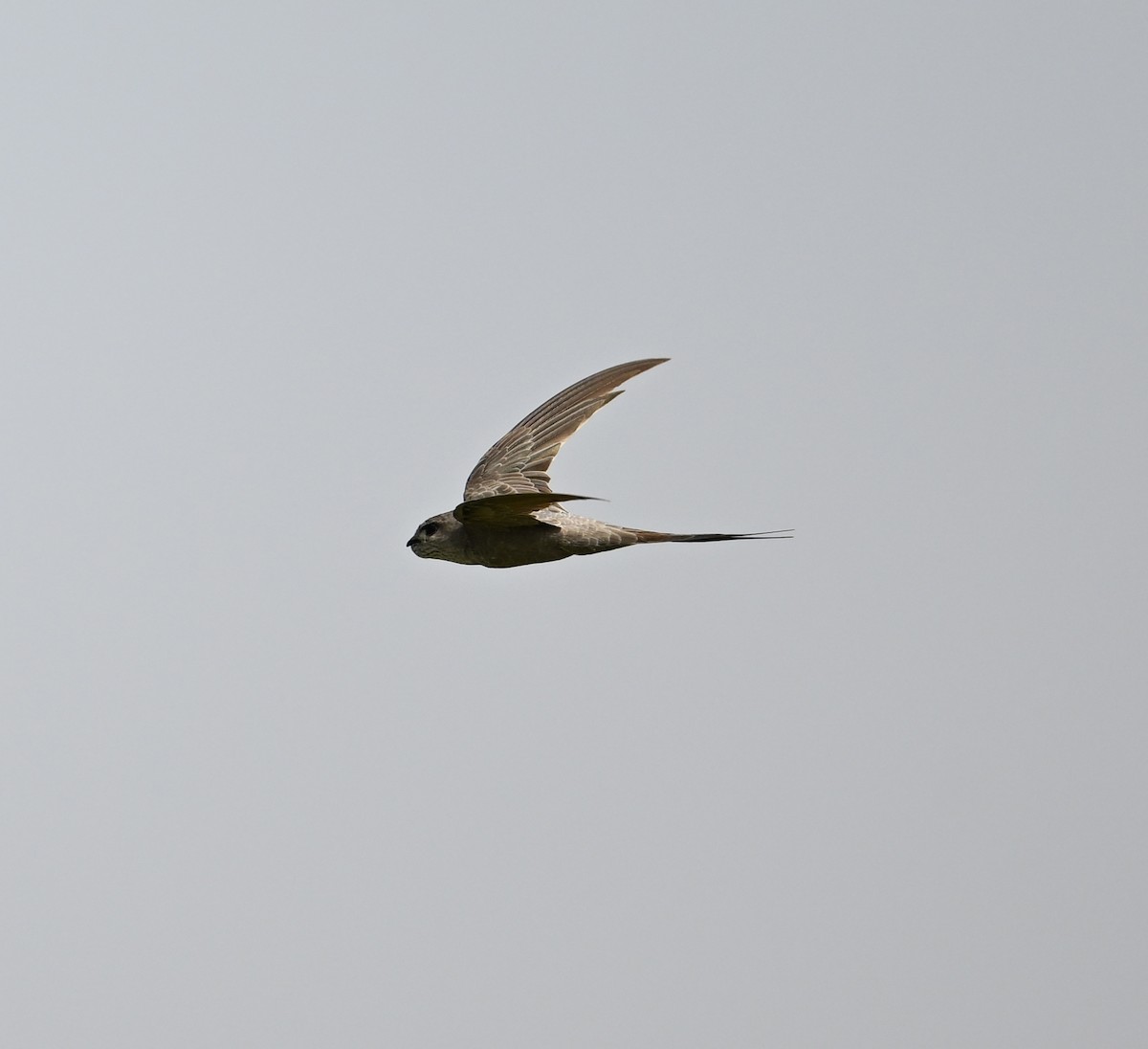 African Palm Swift - David Darrell-Lambert