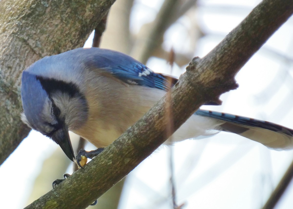 Blue Jay - ML618223814