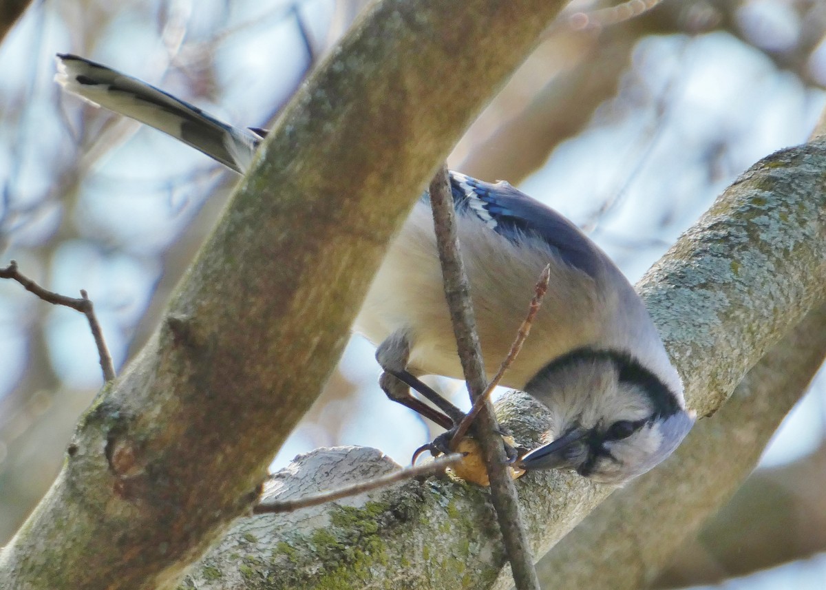 Blue Jay - ML618223828