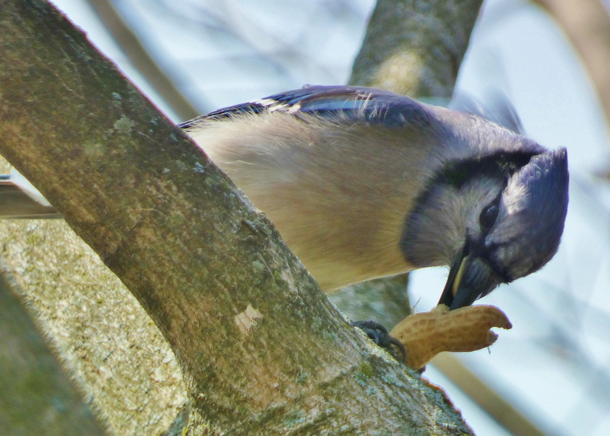 Blue Jay - ML618223831