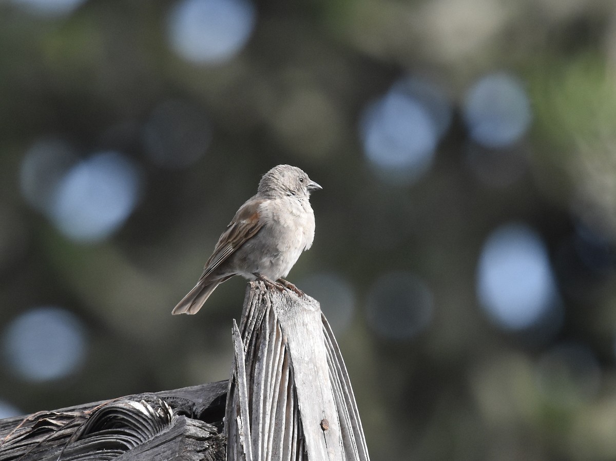 Swahili Sparrow - ML618223838