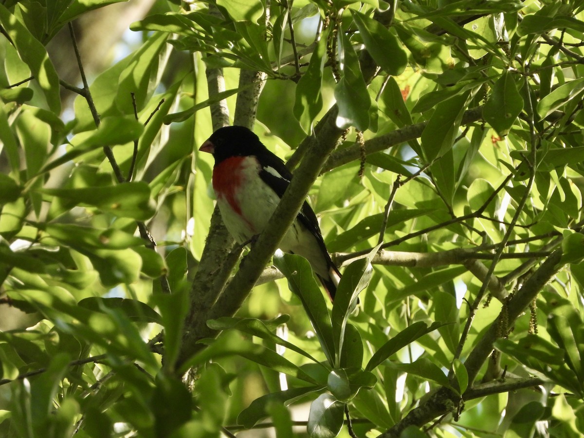 Rose-breasted Grosbeak - MIck Griffin