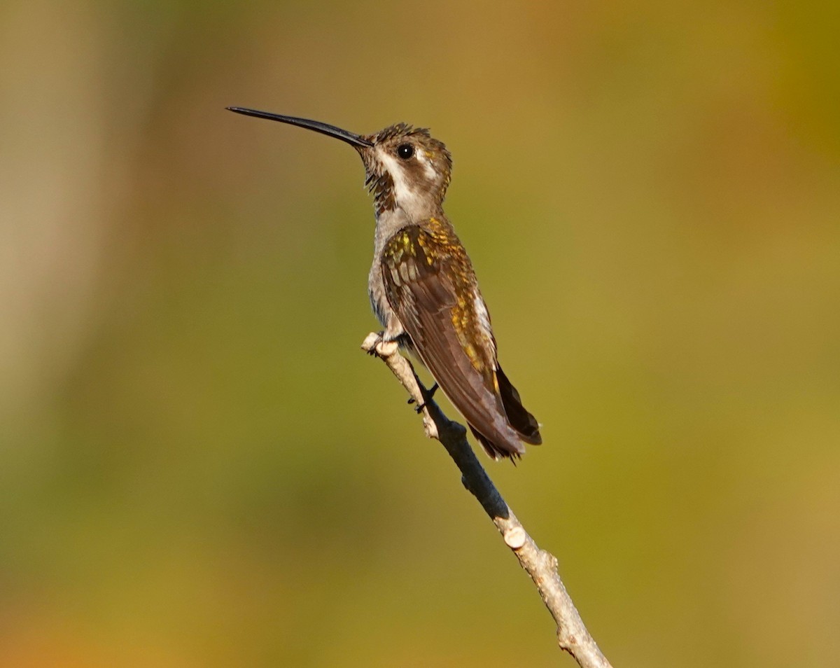 Plain-capped Starthroat - Danion Doman