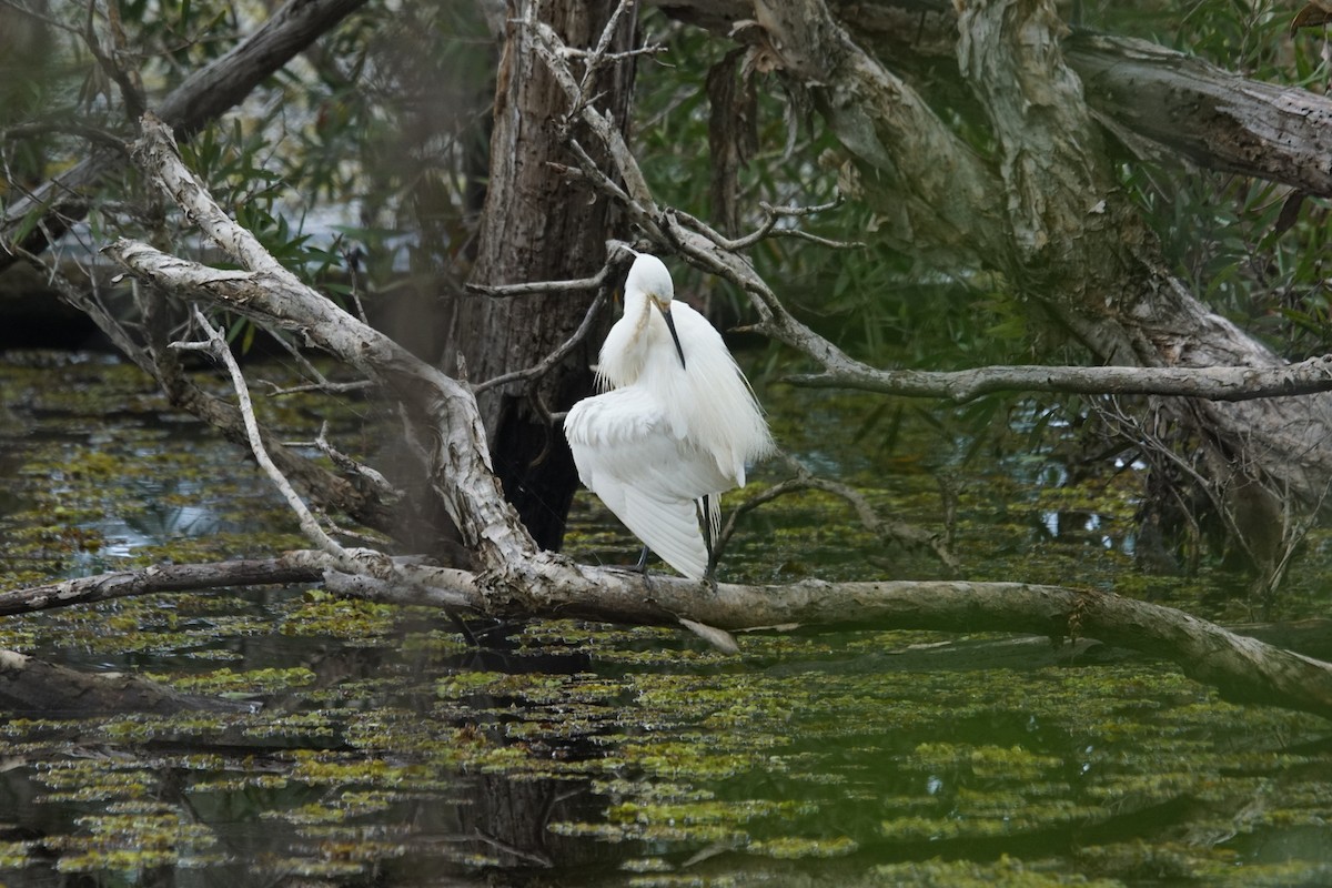 Little Egret (Australasian) - Mike Pennington