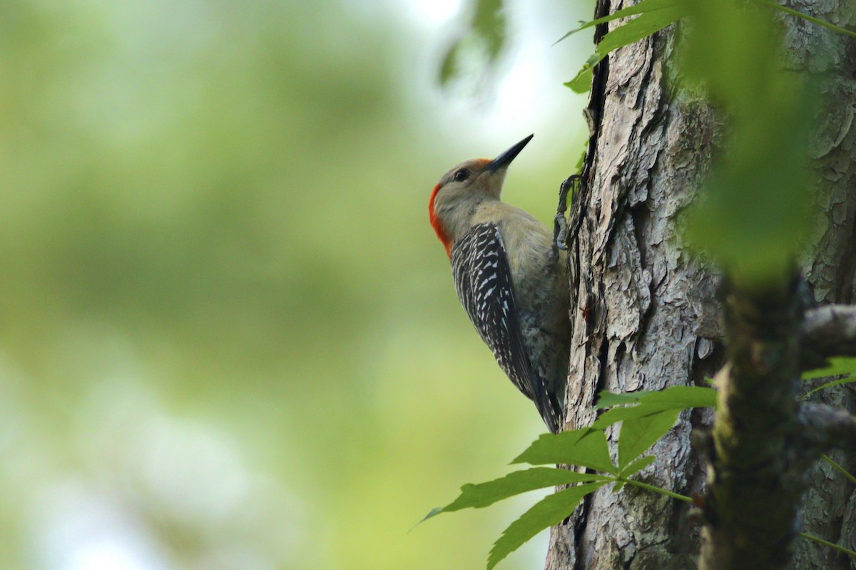 Red-bellied Woodpecker - ML618223905