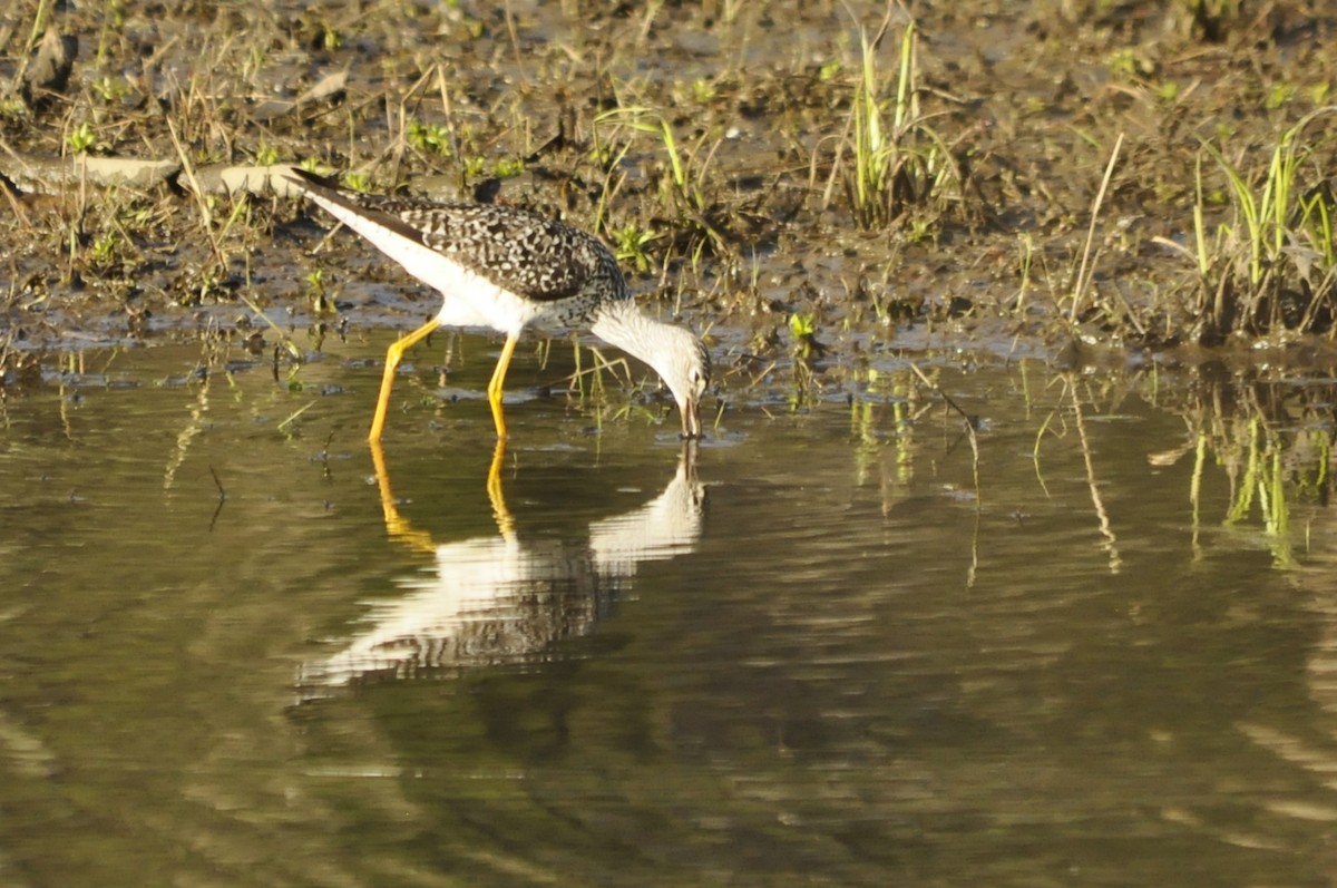 Greater Yellowlegs - Jerry Hiam